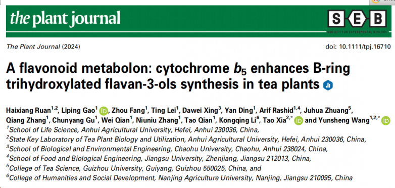 Plant J | 安徽农大茶树国家重点实验室发表茶叶黄酮物质空间分布最新成果