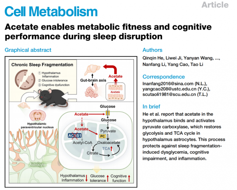 Cell Metab | 喜讯！四川大学华西医院李涛等团队发现乙酸能改善睡眠紊乱导致的代谢失衡和认知障碍