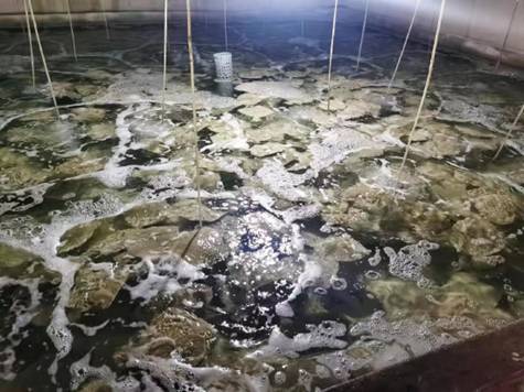 中华财险为多宝鱼养殖户提供保障